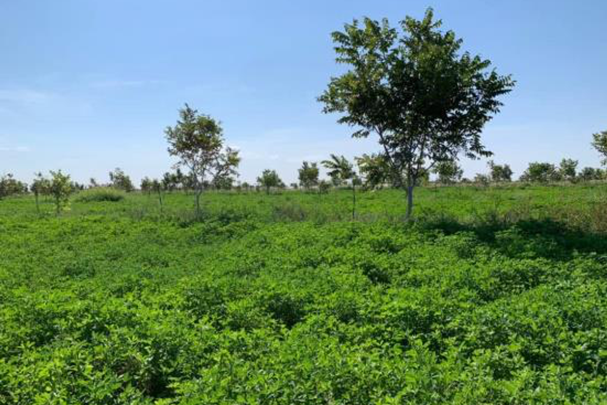 CATTLE FARM FOR SALE IN OTJOZONDJUPA REGION - Photo 3