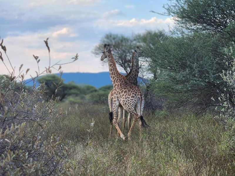 Prime Stand In Pristine Bushveld - Photo 9