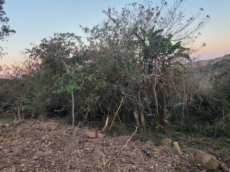 A view of the vacant residential land featuring natural vegetation and a utility pole on the property boundary.