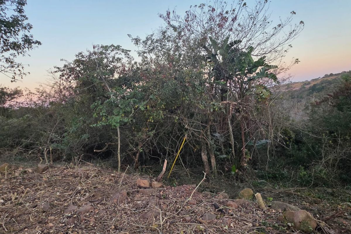 A view of the vacant residential land featuring natural vegetation and a utility pole on the property boundary.