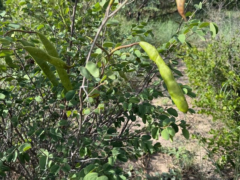 A close-up view of indigenous vegetation and shrubs within the farm landscape.