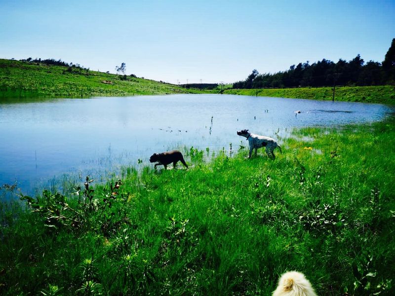 Farm for sale in Louwsburg - Photo 4