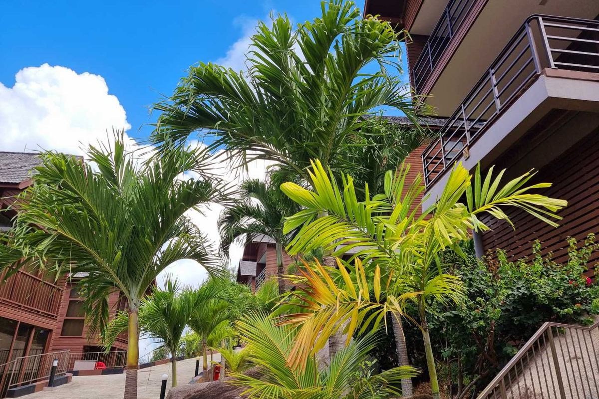 Exterior view of a multi-story commercial building featuring timber-style cladding, metal balcony railings, and landscaped tropical gardens with palm trees.