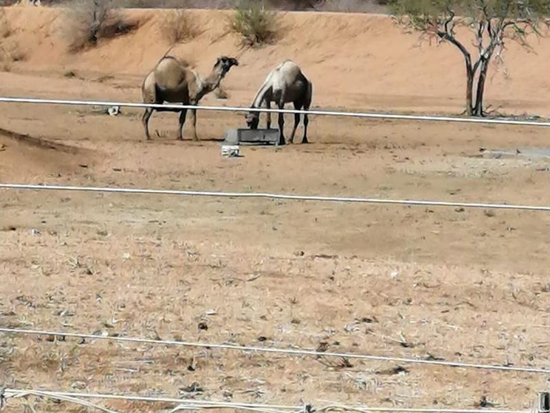 GAME FARM FOR SALE NEAR WILHELMSTAL, NAMIBIA - Photo 8