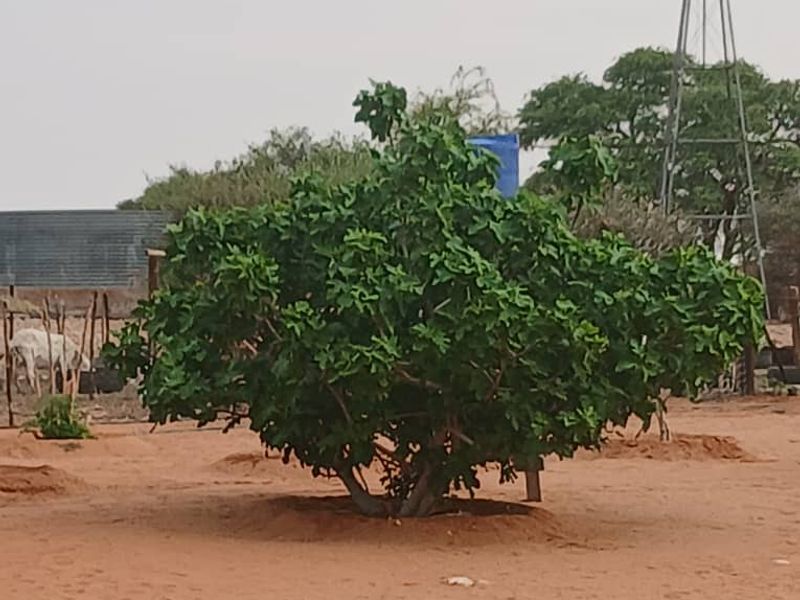 3326HA FARM GOCHAS (FOR SALE) BARGAIN - Photo 7