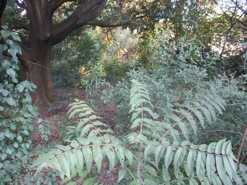 Tranquility - Photo 4