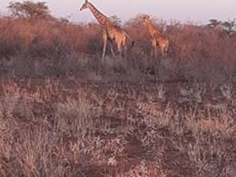 PROPERTY IN AREA OF OTJIWARONGO FOR SALE - Photo 8