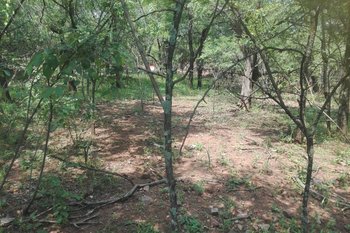 A view of a natural, undeveloped residential plot featuring dense native trees and indigenous vegetation.