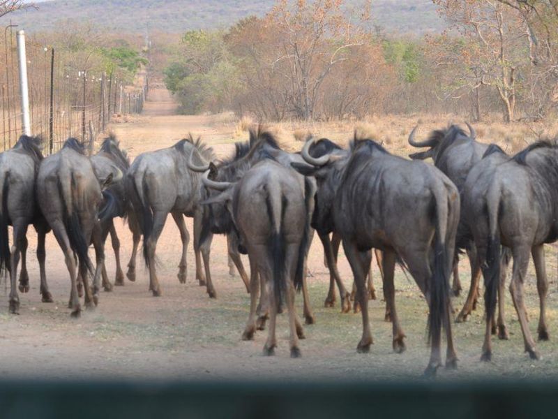 EXCLUSIVE PRIVATE GAME RESERVE FOR SALE IN THE SCENIC WATERBERG MOUNTAINS - Photo 5