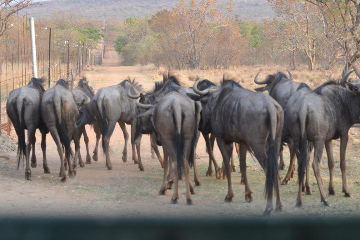 EXCLUSIVE PRIVATE GAME RESERVE FOR SALE IN THE SCENIC WATERBERG MOUNTAINS - Photo 5