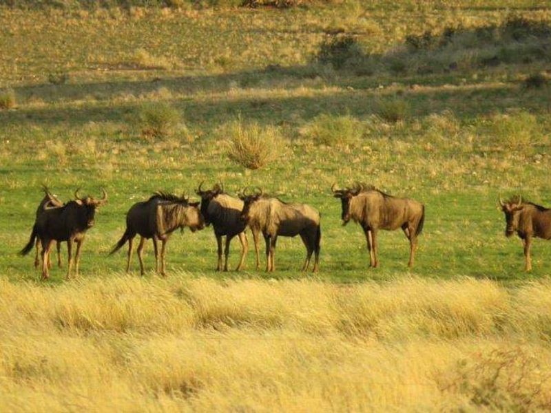 Farm For Sale - Karasburg Region - Photo 3