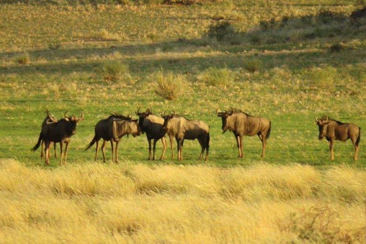 Farm For Sale - Karasburg Region - Photo 3