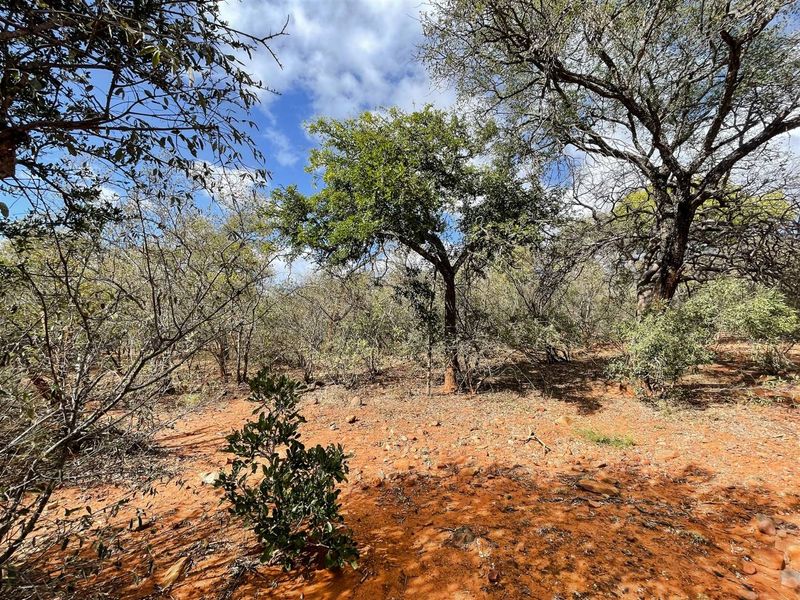 Prime 1-Hectare Stand for Sale in Canyon Game Reserve - Photo 3