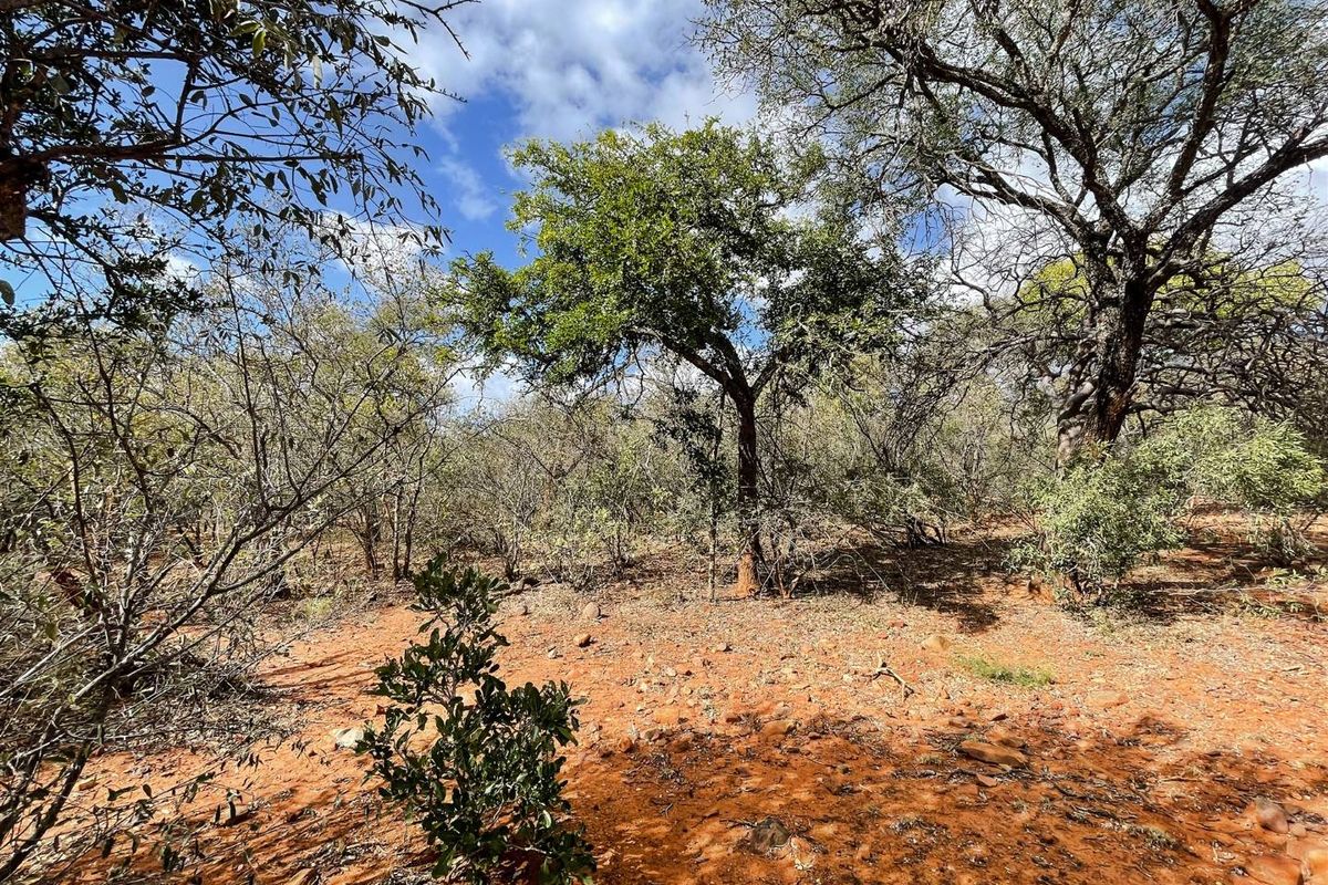 Prime 1-Hectare Stand for Sale in Canyon Game Reserve - Photo 3