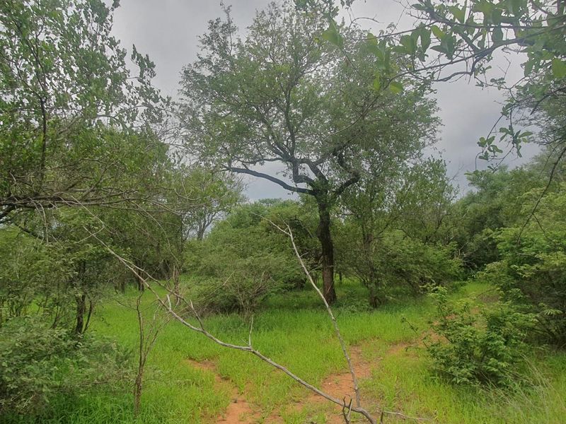 Vacant plot for sale in the most sought-after Hoedspruit Wildlife Estate - Photo 4