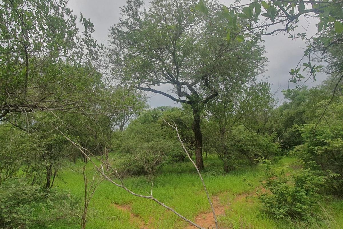 Vacant plot for sale in the most sought-after Hoedspruit Wildlife Estate - Photo 4