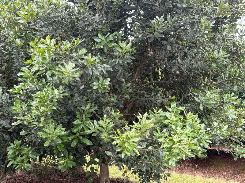 Agricultural Gem: Cleared Land & Established Orchards! - Photo 9