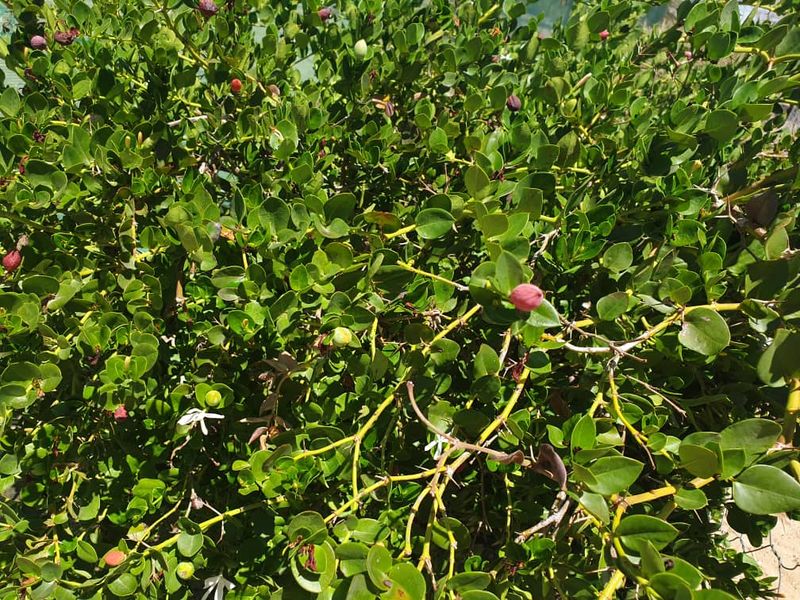 Plot with fruit trees for sale - Usakos - Photo 3