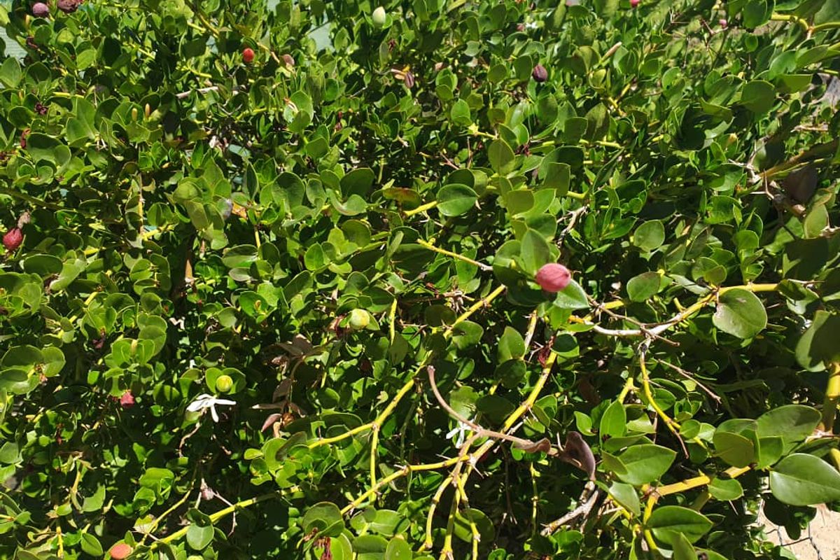Plot with fruit trees for sale - Usakos - Photo 3