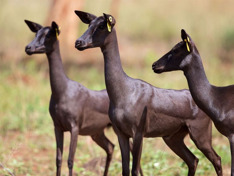 Top Game Breeding Farm for Sale - Photo 5