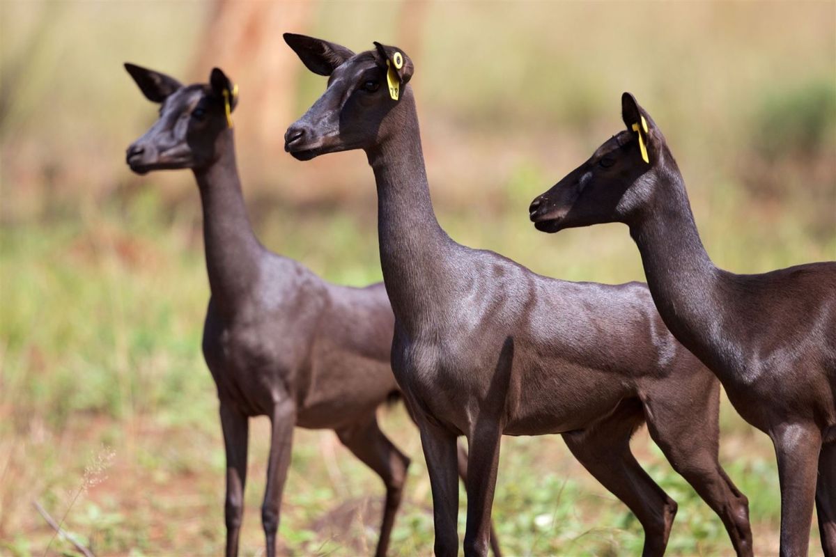 Top Game Breeding Farm for Sale - Photo 5