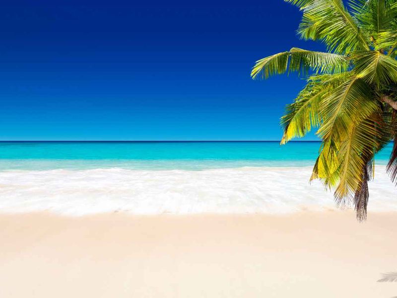 A scenic view of a pristine sandy beach with turquoise ocean waters and a palm tree, showcasing the natural landscape of the property.