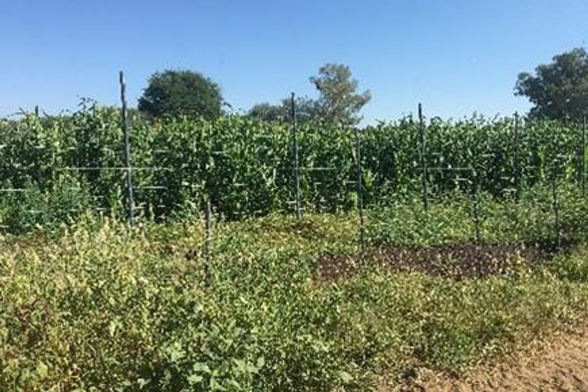 Business with property For Sale only 6 km from Okahandja - Photo 4