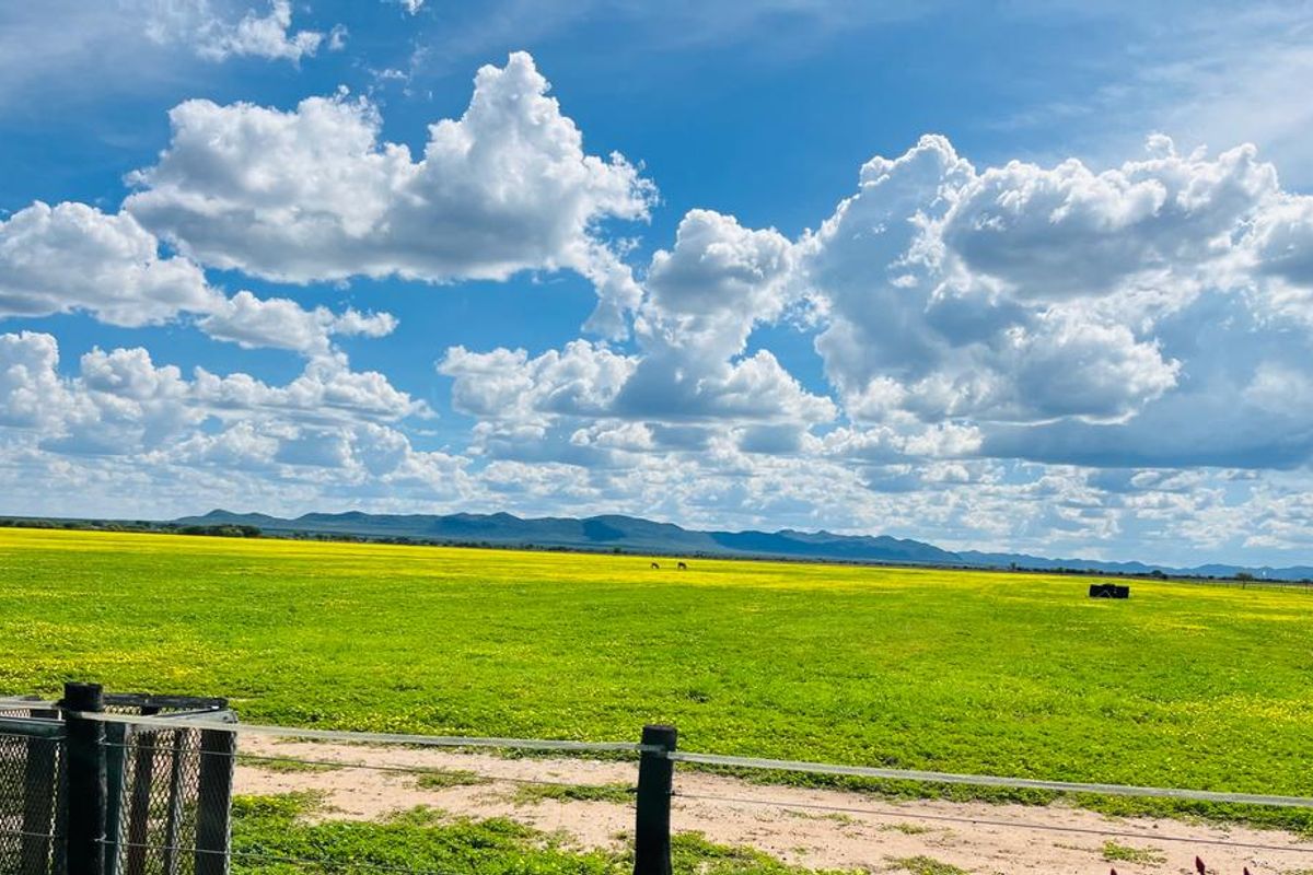 Expansive green farm pasture with yellow wildflowers, distant mountain range, and clear blue sky, viewed from behind a wire fence.