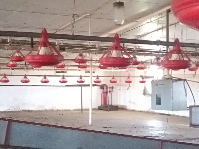 Edable land. Broiler Cage for 19000 chickens fully computeries.Totally off grid. - Photo 10