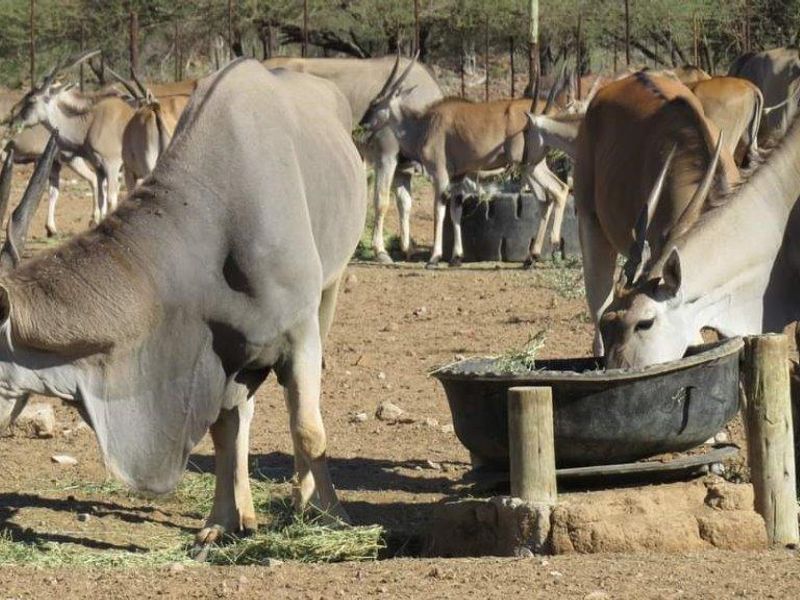 Hunting / Guest Farm in the Erongo Mountains N$ 23 Mil - Photo 9