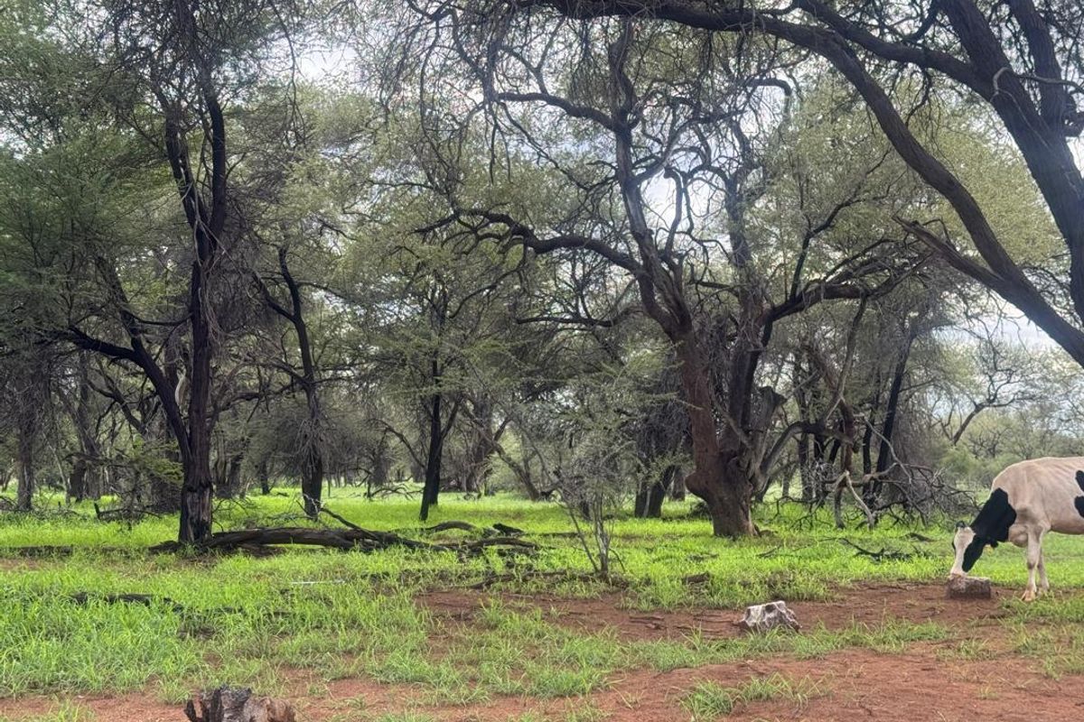 Live the Dream: 1500ha of Untamed Damaraland Bliss! - Photo 5