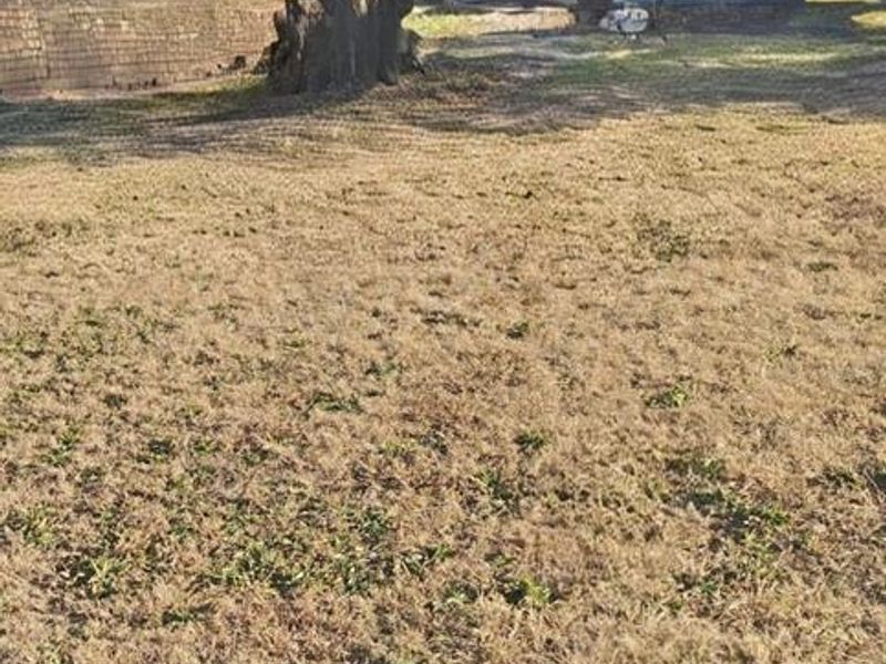 A view of the rear exterior of the house featuring a large mature tree and a spacious, dry lawn area.