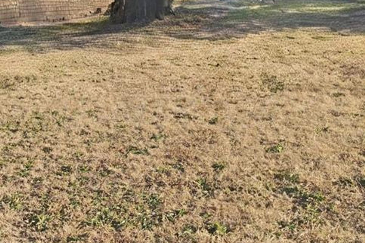 A view of the rear exterior of the house featuring a large mature tree and a spacious, dry lawn area.