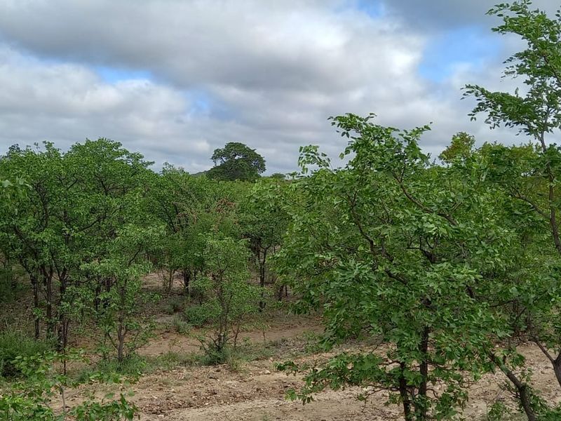 A view of the natural, undeveloped residential land featuring native trees and shrubs across the terrain.