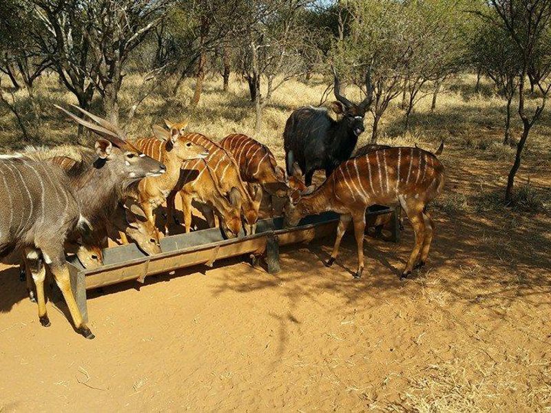 STUNNING 340-HECTARE GAME AND CATTLE FARM FOR SALE – JUST 8 KM FROM NABOOMSPRUIT - Photo 10