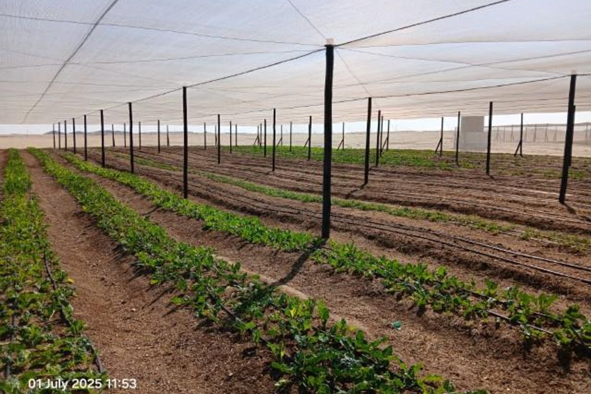 Swakop River Plot with established agricultural business for Sale - Photo 2