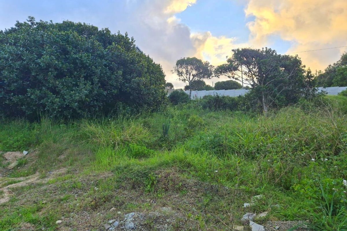 A view of a vacant residential plot featuring established trees, natural vegetation, and a boundary wall under a sunset sky.