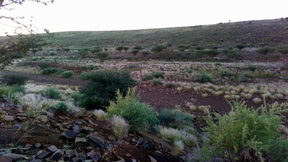 Green vegetation in a wide river bed