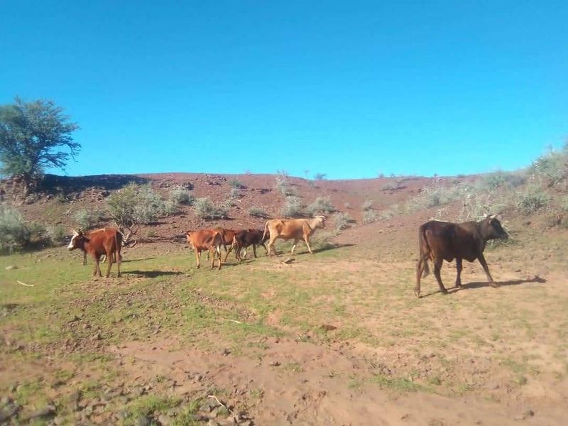 Live the Farm Life: 7625 Hectares of Farm Opportunity in Rehoboth - Photo 7