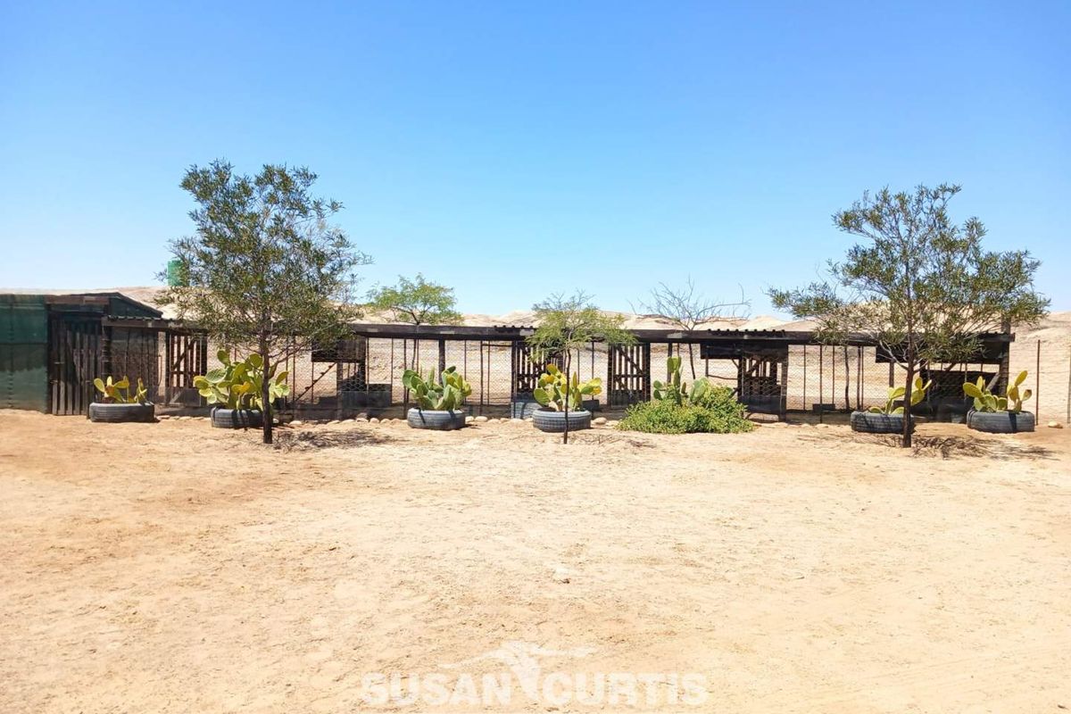 Outdoor animal enclosures or utility pens featuring wire mesh fencing and corrugated roofing structures on a sandy plot.