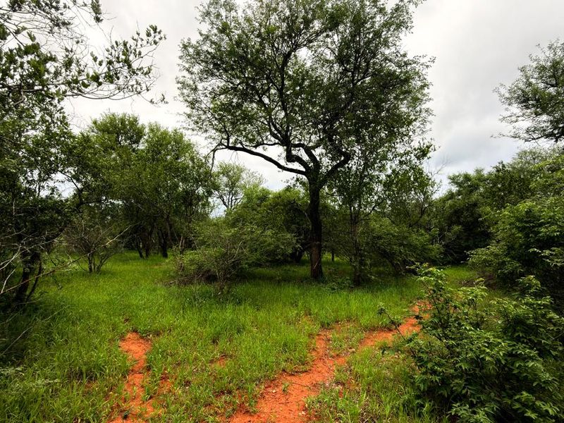 Vacant plot for sale in the most sought-after Hoedspruit Wildlife Estate - Photo 10