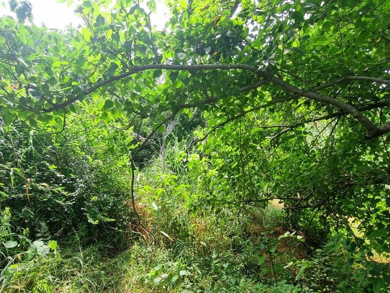 Vacant Stand in Elephant Rock Eco Estate - Photo 9