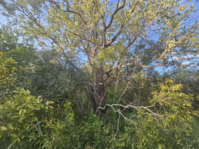 Stand for sale in Moditlo Wildlife Estate - Photo 4