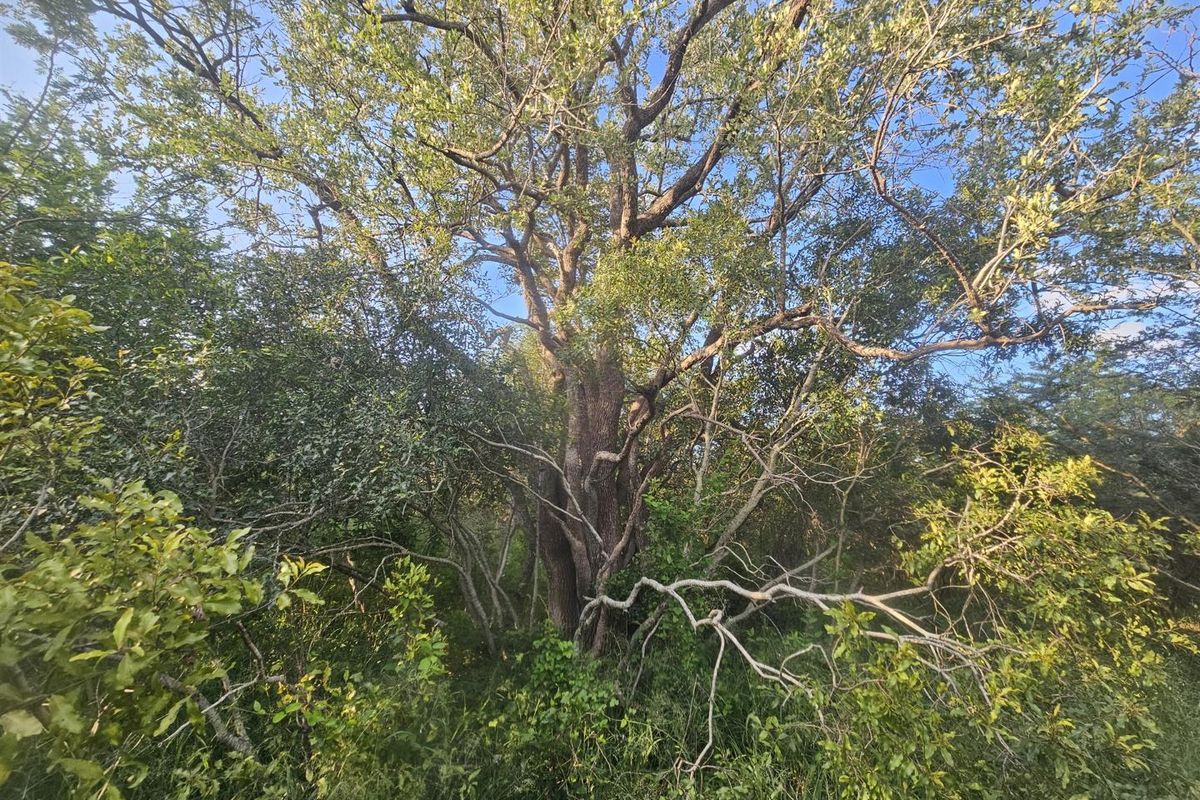 Stand for sale in Moditlo Wildlife Estate - Photo 4