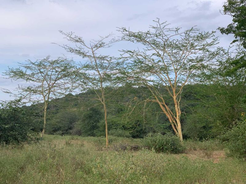 **Commercial Property on the Banks of the Olifants River for sale** - Photo 10