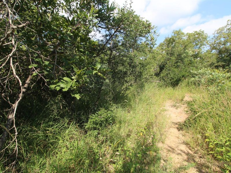 A view of the natural, undeveloped landscape featuring dense native vegetation and a small dirt path on the residential property.
