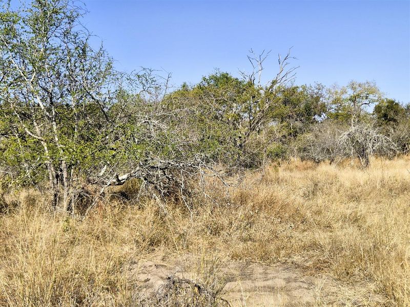 A view of the natural, undeveloped residential land featuring native trees and dry grass, suitable for future development.