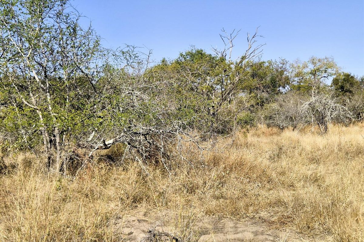 A view of the natural, undeveloped residential land featuring native trees and dry grass, suitable for future development.