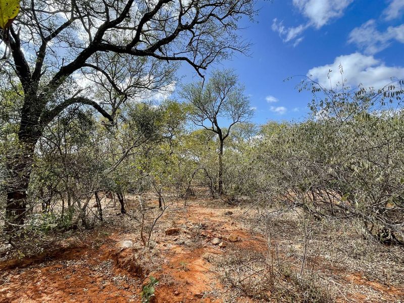 Prime 1-Hectare Stand for Sale in Canyon Game Reserve - Photo 7