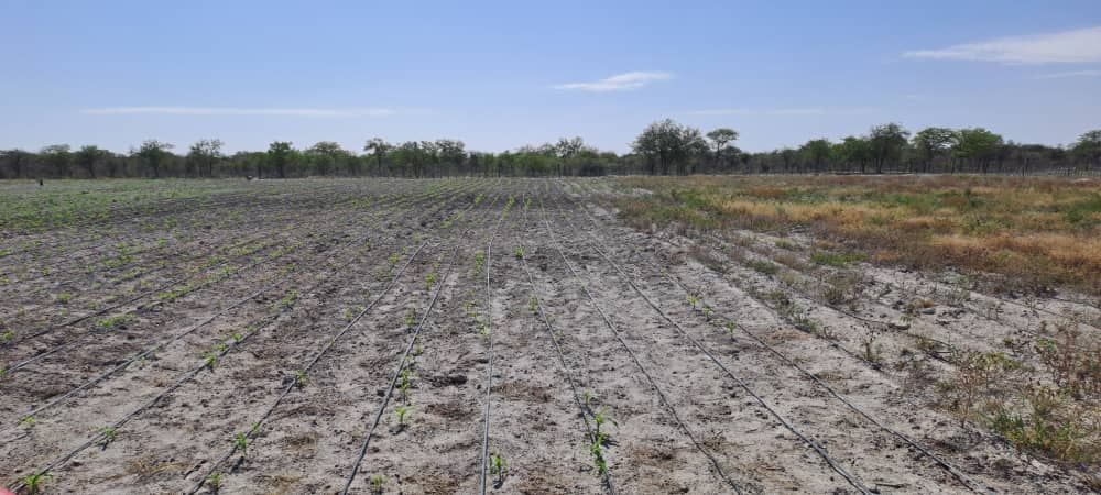Crop Farming area. (Maize)
